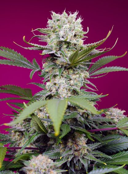 Sweet Mandarine Zkittlez XL Auto® - immagine 3