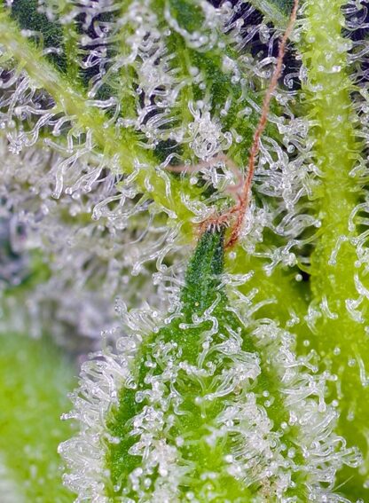 Sweet Mandarine Zkittlez XL Auto® - immagine 2