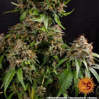 WHITE WIDOW XXL, Barney's Farm - immagine 5