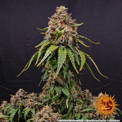WHITE WIDOW XXL, Barney's Farm - immagine 6