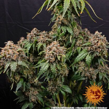 WHITE WIDOW XXL, Barney's Farm - immagine 7