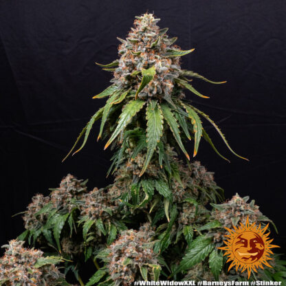 WHITE WIDOW XXL, Barney's Farm - immagine 8
