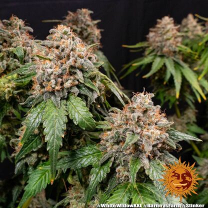 WHITE WIDOW XXL, Barney's Farm - immagine 9