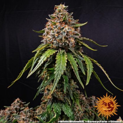 WHITE WIDOW XXL, Barney's Farm - immagine 10