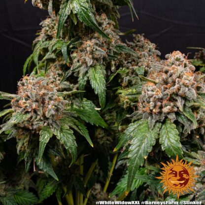 WHITE WIDOW XXL, Barney's Farm - immagine 3