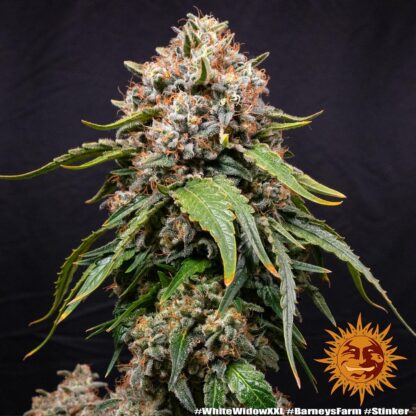 WHITE WIDOW XXL, Barney's Farm - immagine 11