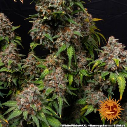 WHITE WIDOW XXL, Barney's Farm - immagine 4