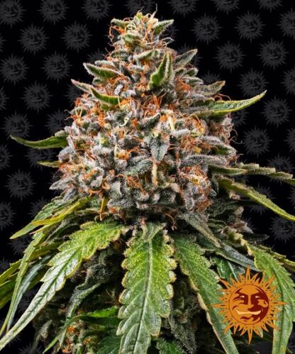 WHITE WIDOW XXL, Barney's Farm