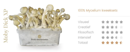 Rapido! Psilocybe Moby Dick - Kit a crescita veloce 750ml - immagine 3