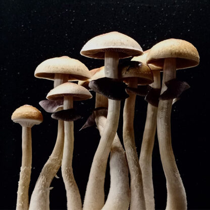 Spore funghi psilocybe Wollongong, 10ml - immagine 2