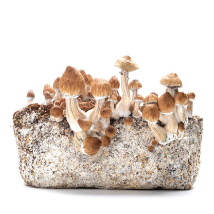 psilocybe Fanaticus