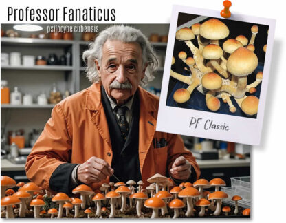Kit RAPIDO coltivazione funghi, LEGGENDARIO Psilocybe Fanaticus Classic 750ml - immagine 3