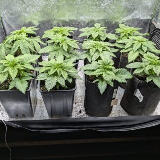 Piantine ornamentali Sweet Amnesia Haze XL Auto® Sweet seeds