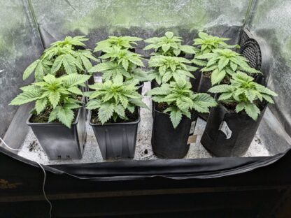 Piantine ornamentali Sweet Amnesia Haze XL Auto® Sweet seeds