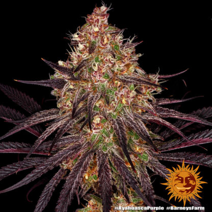 Ayahuasca Purple di Barney's Farm, 3 SEMI - immagine 11