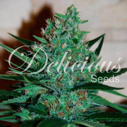 Fruity Chronic