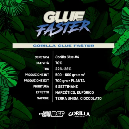 NUOVO Gorilla Glue Faster, 4 SEMI - immagine 2