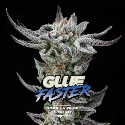 NUOVO Gorilla Glue Faster, 4 SEMI - immagine 3