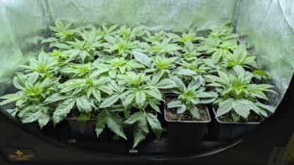 Piantine ornamentali Sweet Amnesia Haze XL Auto® Sweet seeds - immagine 2