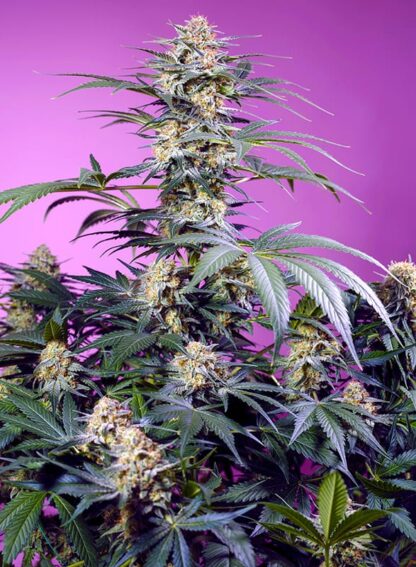 NUOVO Monster Maker® Sweet Seeds 3 semi + 1 OMAGGIO - immagine 3