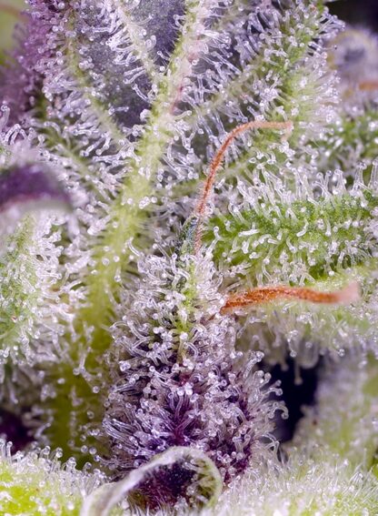 NUOVO Monster Maker® Sweet Seeds 3 semi + 1 OMAGGIO - immagine 2