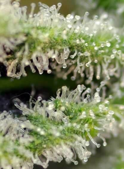 Killer Kush F1 Fast Version® 3 semi +1 SEME OMAGGIO - immagine 2