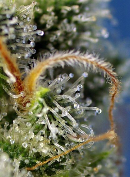 Sweet Amnesia Haze® 3 semi +1 SEME GRATIS - immagine 2